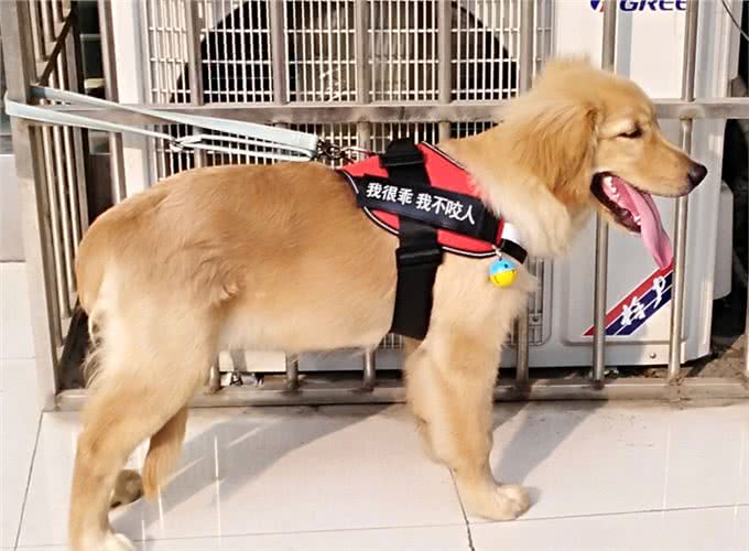 天气炎热，养狗牢记7不要，有利狗狗健康