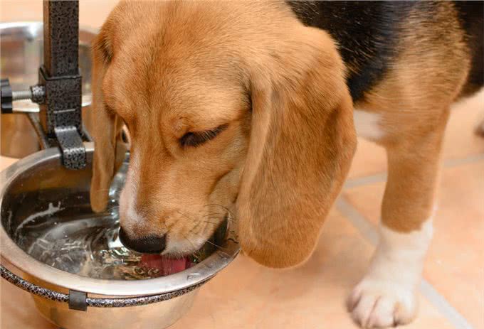 天气炎热，养狗牢记7不要，有利狗狗健康