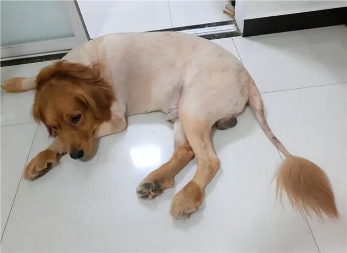 天气炎热，养狗牢记7不要，有利狗狗健康