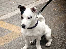 天气炎热，养狗牢记7不要，有利狗狗健康