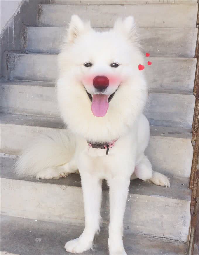 楼梯对狗来说是怎样的存在?