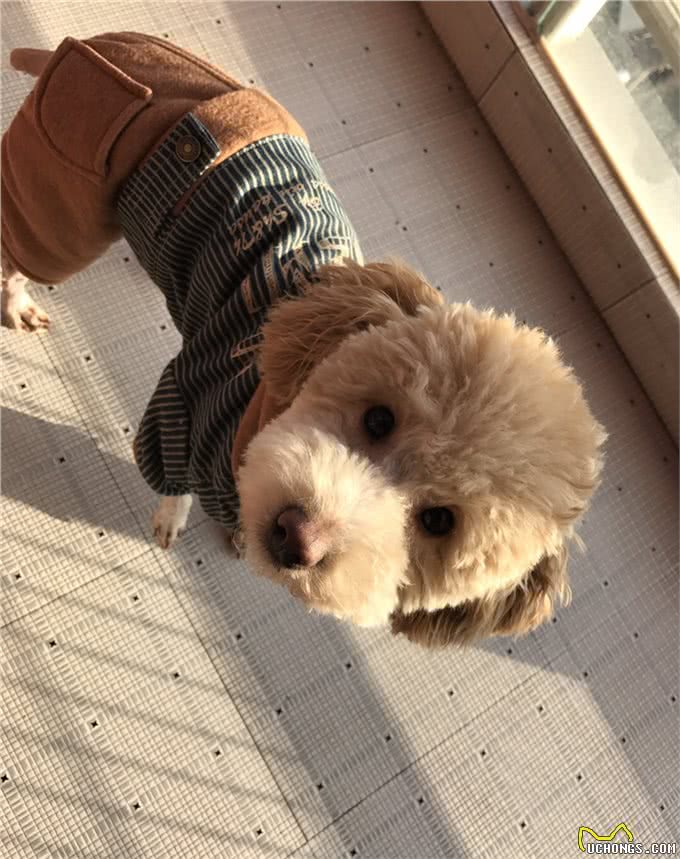 楼梯对狗来说是怎样的存在?