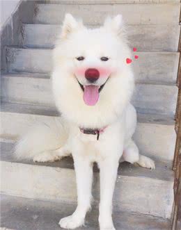 楼梯对狗来说是怎样的存在?