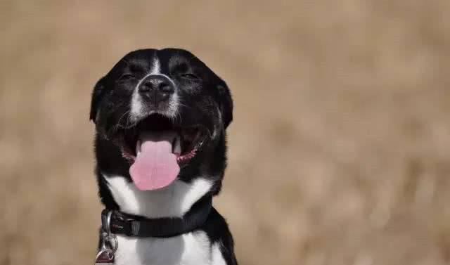 怎样从狗狗的呼吸，体温和心率监控它的健康情况?