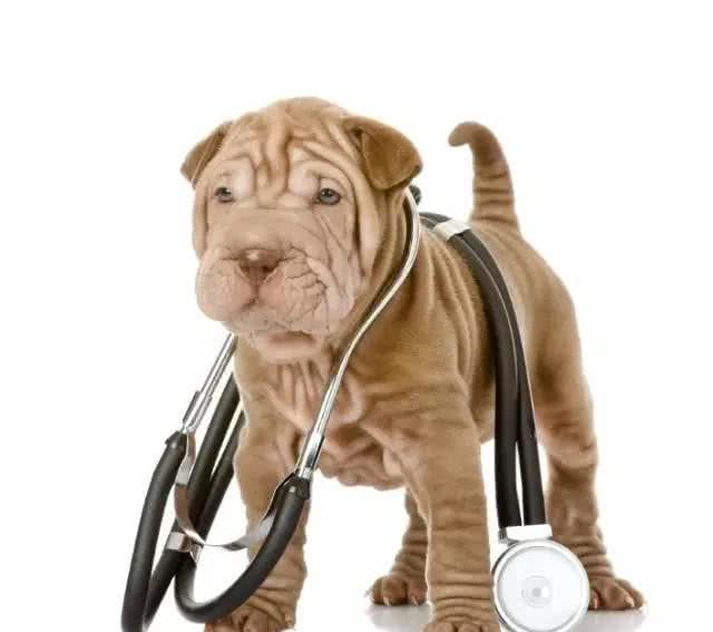 怎样从狗狗的呼吸，体温和心率监控它的健康情况?