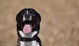 怎样从狗狗的呼吸，体温和心率监控它的健康情况?