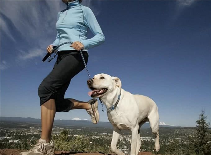 盘点狗狗最喜欢的运动项目，你家狗喜欢哪个?