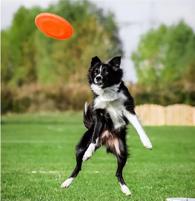 盘点狗狗最喜欢的运动项目，你家狗喜欢哪个?