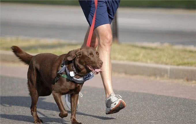 盘点狗狗最喜欢的运动项目，你家狗喜欢哪个?