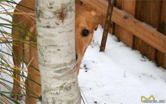 盘点狗狗最喜欢的运动项目，你家狗喜欢哪个?