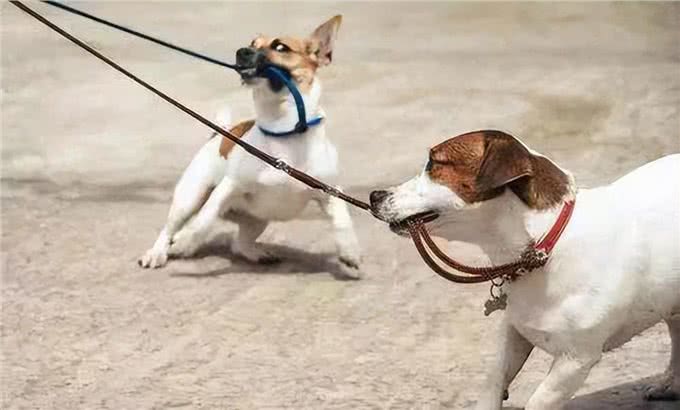 盘点狗狗最喜欢的运动项目，你家狗喜欢哪个?