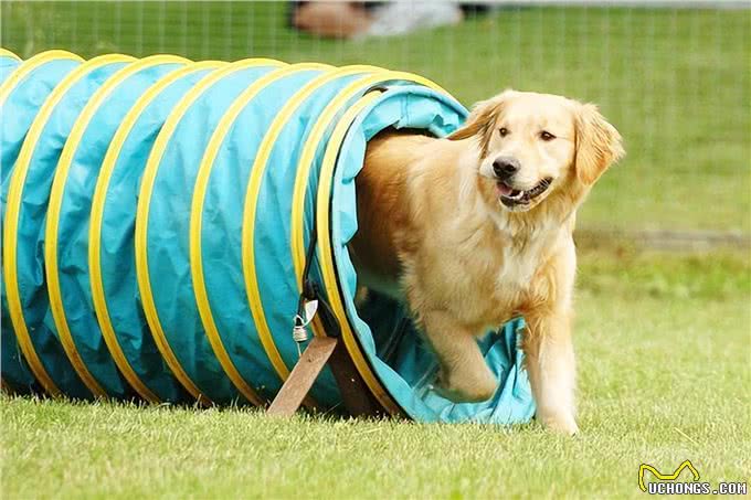 盘点狗狗最喜欢的运动项目，你家狗喜欢哪个?