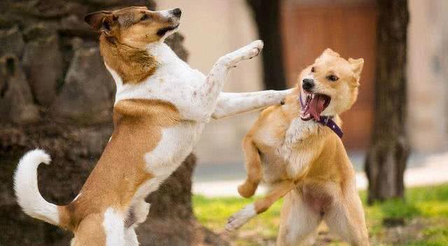 养狗狗久了才明白，为什么不养公狗，过来人的经验告诉你