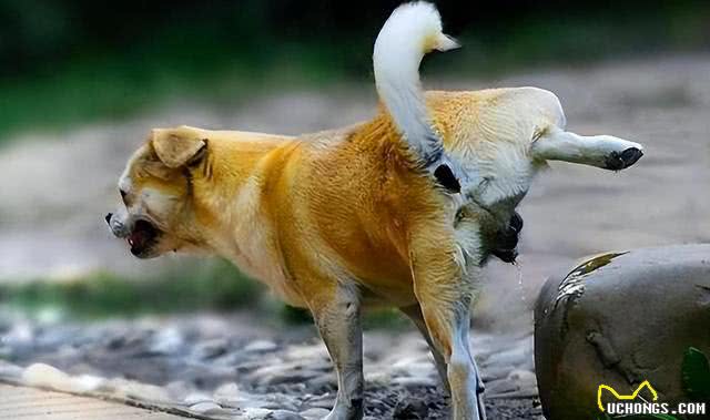 养狗狗久了才明白，为什么不养公狗，过来人的经验告诉你