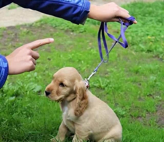 养狗狗久了才明白，为什么不养公狗，过来人的经验告诉你