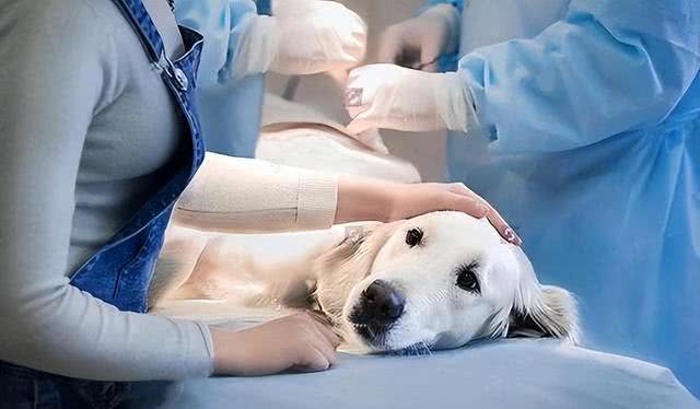 养狗狗久了才明白，为什么不养公狗，过来人的经验告诉你