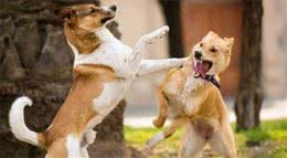 养狗狗久了才明白，为什么不养公狗，过来人的经验告诉你