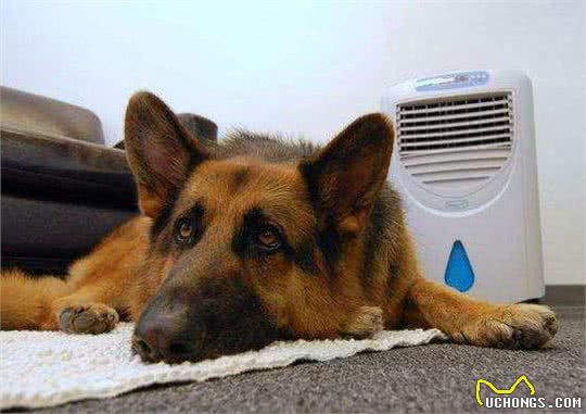 夏季养狗的致命行为，一个都别再犯!