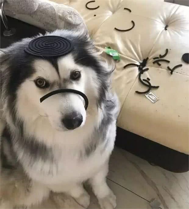 夏季养狗的致命行为，一个都别再犯!