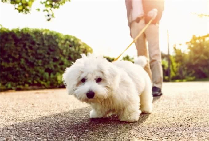 夏季养狗的致命行为，一个都别再犯!