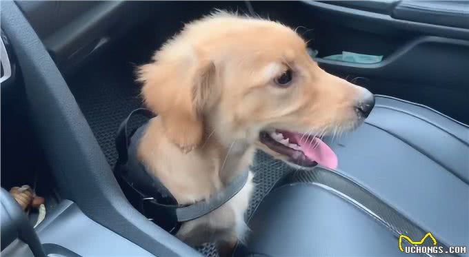 夏季养狗的致命行为，一个都别再犯!