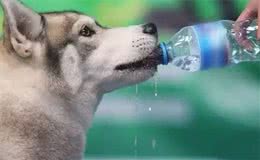 夏季养狗的致命行为，一个都别再犯!