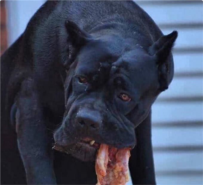 4大顶级护卫犬,其中它是天使与魔鬼的结合,有时二哈,有时野兽