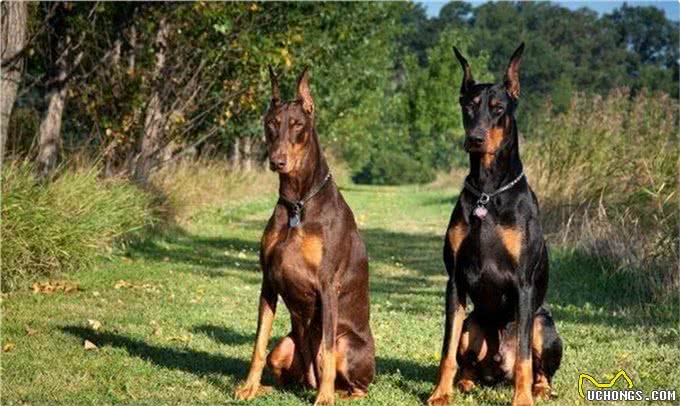 4大顶级护卫犬,其中它是天使与魔鬼的结合,有时二哈,有时野兽