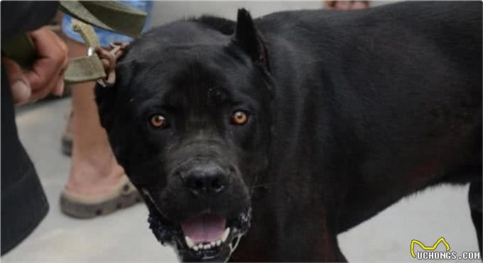 4大顶级护卫犬,其中它是天使与魔鬼的结合,有时二哈,有时野兽