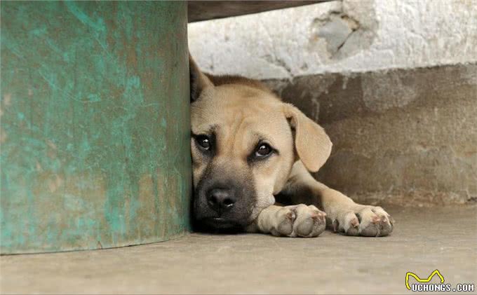 如何看出一只狗的性格?看它爱睡哪里就知道，挺准的!