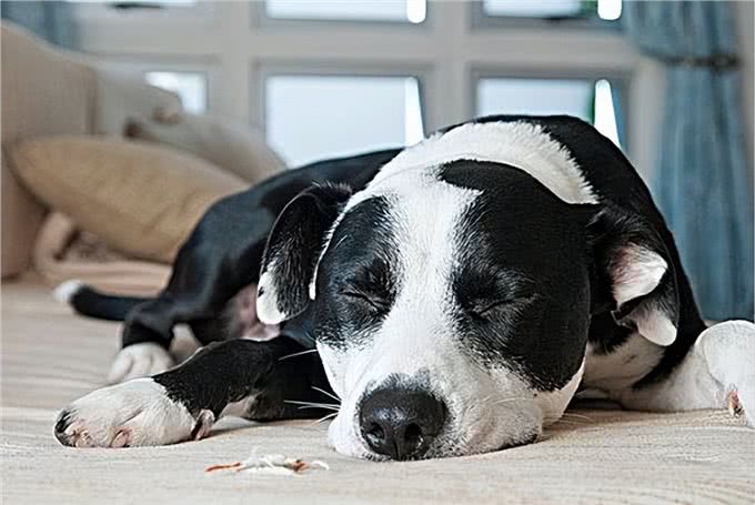 如何看出一只狗的性格?看它爱睡哪里就知道，挺准的!