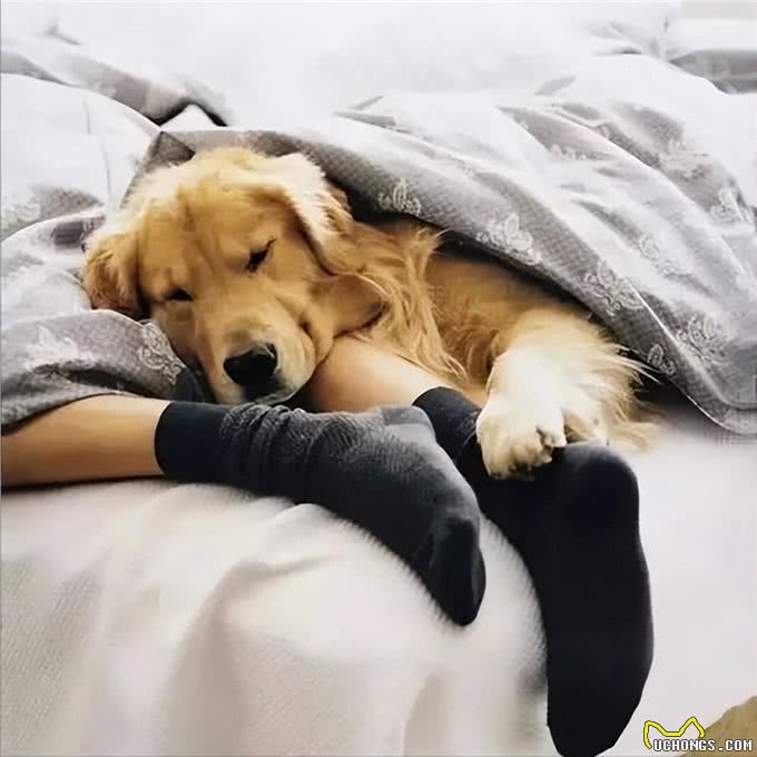 如何看出一只狗的性格?看它爱睡哪里就知道，挺准的!