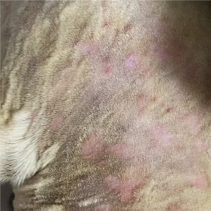 治疗小狗皮肤病的一点经验