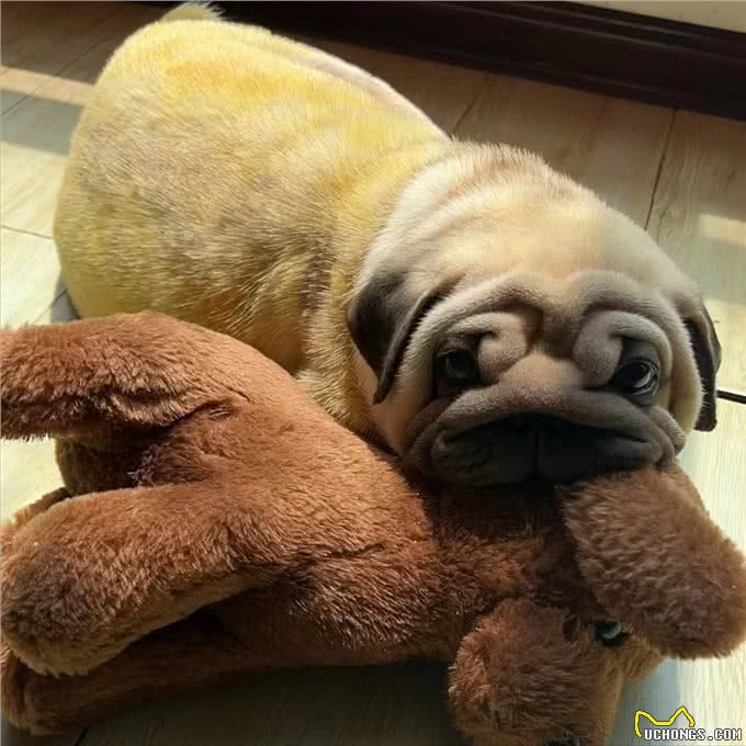 治疗小狗皮肤病的一点经验