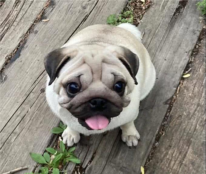 治疗小狗皮肤病的一点经验