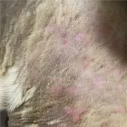 治疗小狗皮肤病的一点经验
