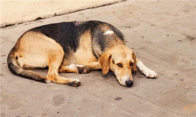 为什么狗狗喜欢乱闻乱吃东西?一定要注意