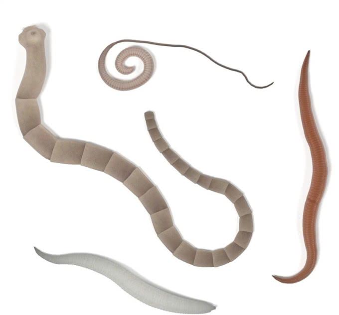 为什么狗狗喜欢乱闻乱吃东西?一定要注意