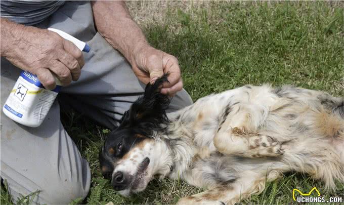 为什么狗狗喜欢乱闻乱吃东西?一定要注意