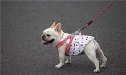 为什么狗狗喜欢乱闻乱吃东西?一定要注意