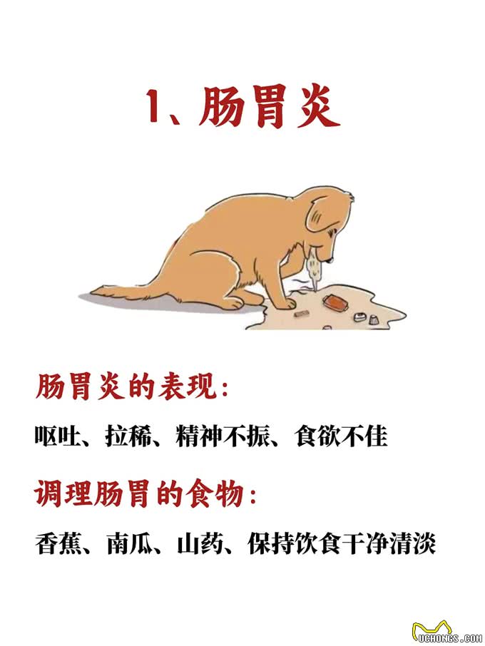 狗狗的隐语