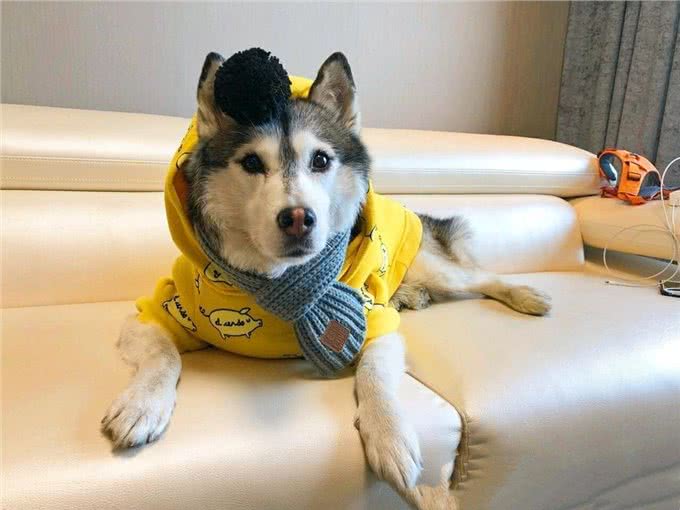 新手选择狗狗篇二:各类狗狗性格特点