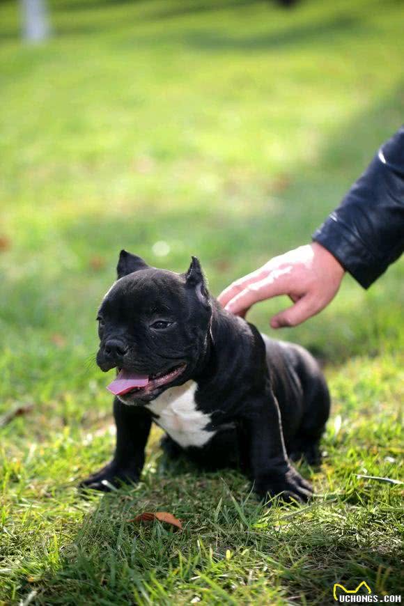 新手选择狗狗篇二:各类狗狗性格特点