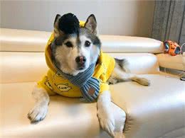 新手选择狗狗篇二：各类狗狗性格特点