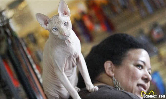 宠物也会过敏，你知道么?