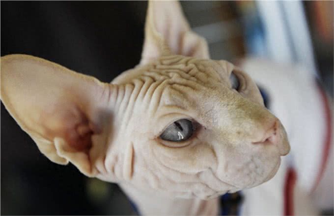 宠物也会过敏，你知道么?