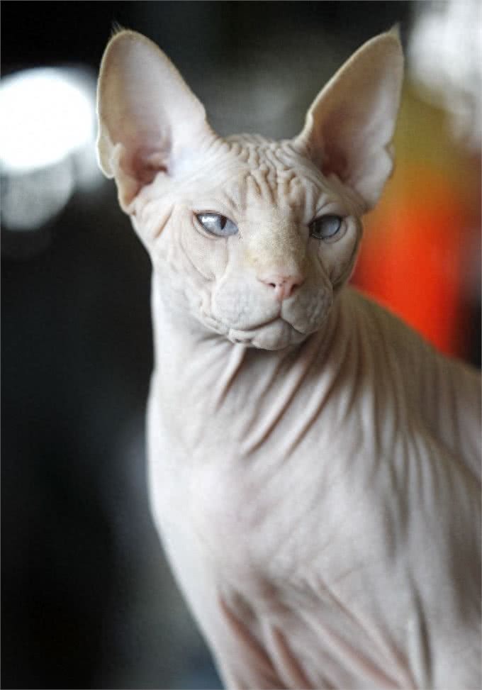 宠物也会过敏，你知道么?