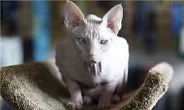 宠物也会过敏，你知道么?