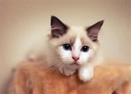 新手上路?这些猫种可能适合你