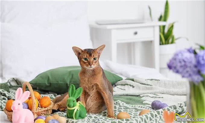 现代的阿比西尼亚猫是古埃及神猫的直系后代吗?